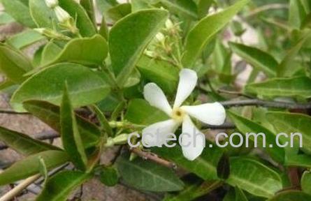 终石藤的功效与作用-0