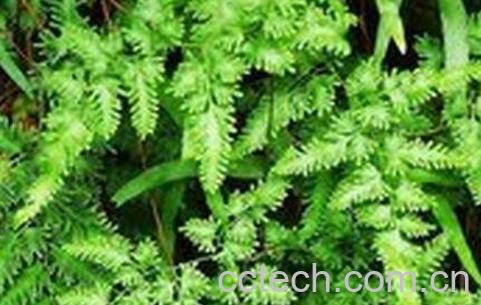 中医世家海金沙藤的功效与作用-0