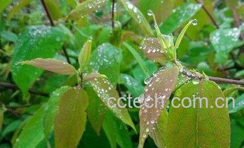 银花叶的功效与作用-0