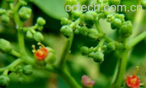 猪娘藤的功效与作用-0