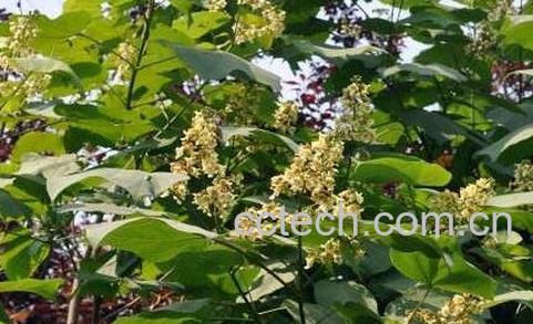 梓白皮的功效与作用-0