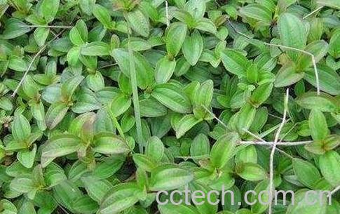 状元红地稔根的功效-0