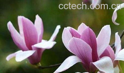 辛夷花的功效与作用及禁忌-0