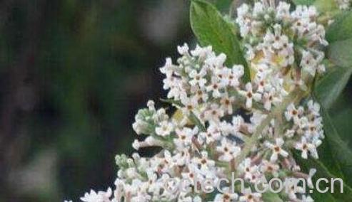 密蒙花的功效与作用及禁忌-0