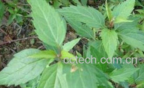 泽兰叶的功效与作用及禁忌-0