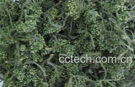 西洋参花的功效-0