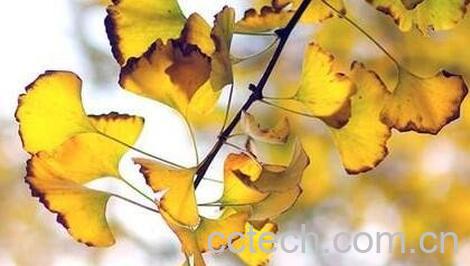 白果树叶的作用是什么-0