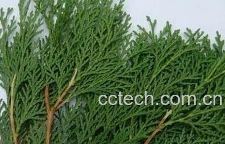 中药侧柏叶的作用与功效-0