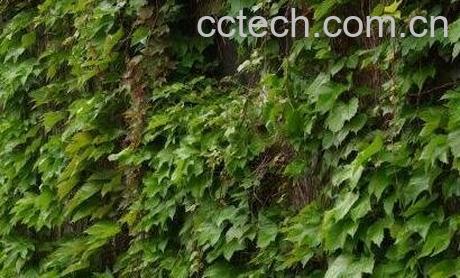 长青藤的功效作用-0