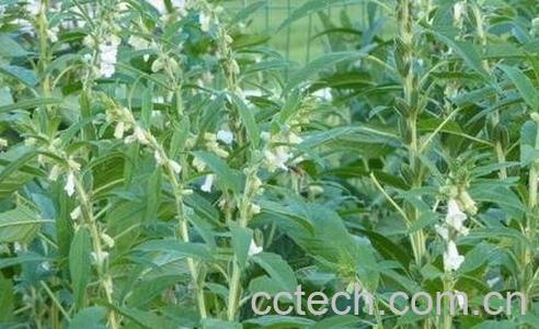 芝麻藤的药用价值-0