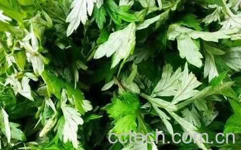 艾叶的功效与作用及食用方法-0