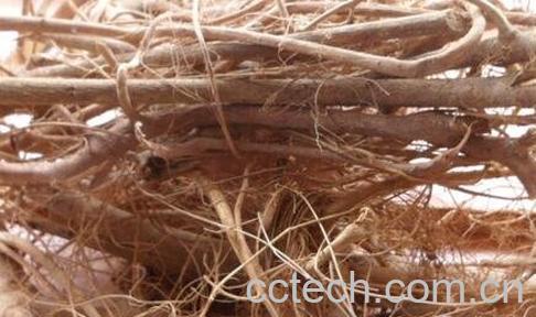 棕树根的功效与作用-0