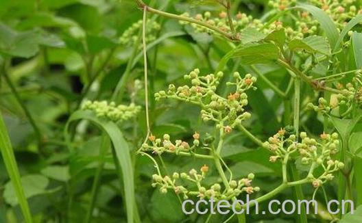 止血藤的功效与副作用-0