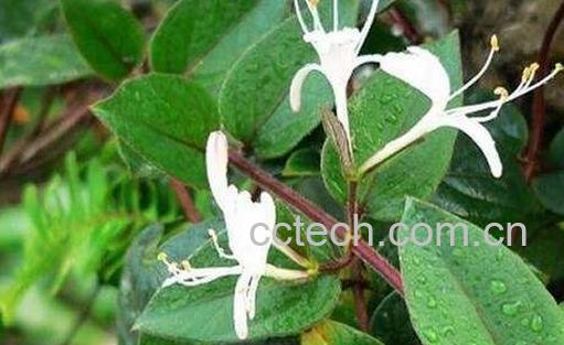 忍冬藤的功效与作用及食用方法-0