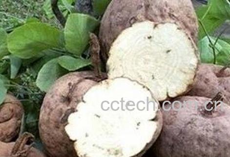 野葛根的作用与功效-0