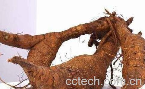 葛根的药用价值与功效-0