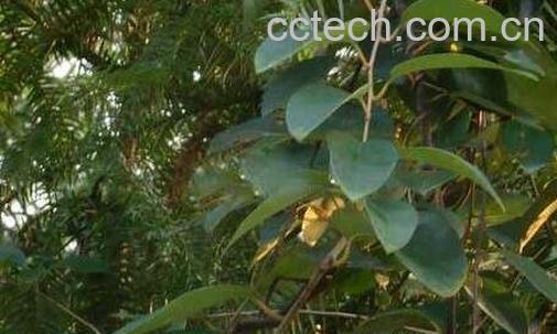 青风藤的药用价值与功效-0