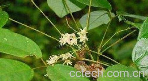 中药牛藤的功效与作用及禁忌-0