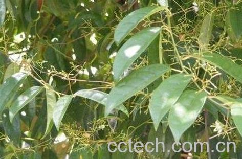 中药青风藤的功效与作用及禁忌-0