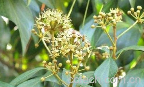 追风藤的药用价值-0