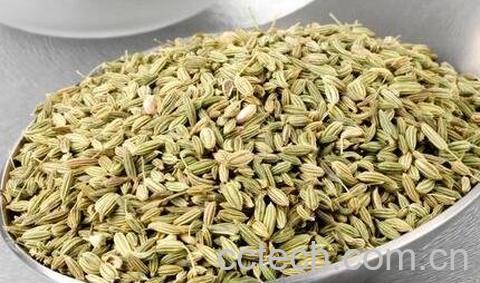 中药茴香籽的作用与功效-0