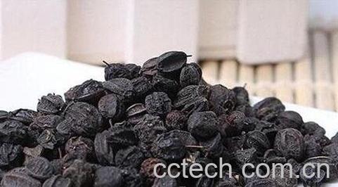 刺五加籽的药用价值与功效-0