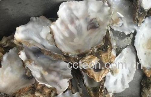 中药牡蛎壳的功效与作用及禁忌-0