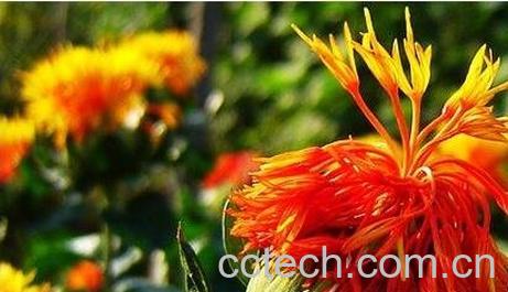 草红花的药用功效与作用-0