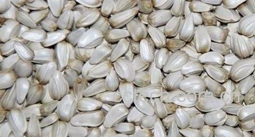 红花籽的功效与作用-0