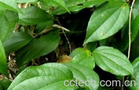 海风藤的功效与作用及使用禁忌-0