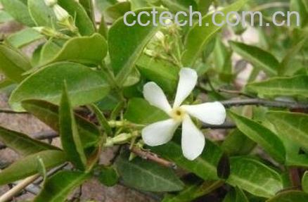 络石藤的药用功效与作用-0