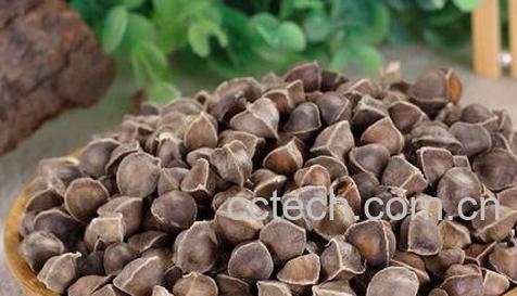 中药辣木籽的作用与功效-0