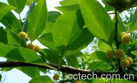 柘子叶的作用是什么-0