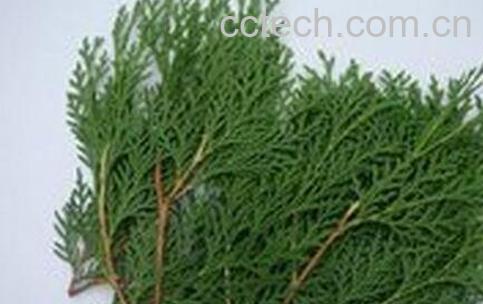 真柏树叶的药用价值-0