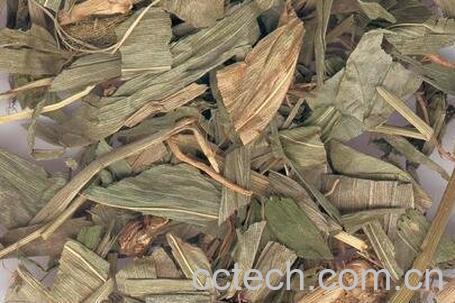 淡竹叶的食疗功效与用法-0