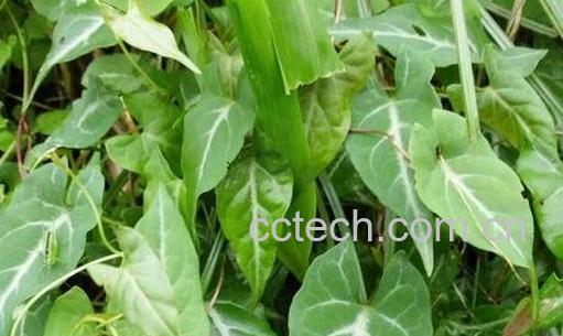 夜交藤的药用功效与作用及食用方法-0