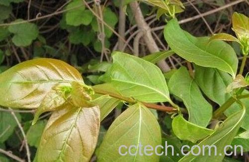 钩藤的功效与作用及禁忌-0