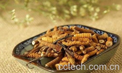 西藏虫草的功效与作用-0