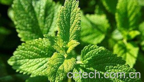 薄荷叶的功效与作用-0