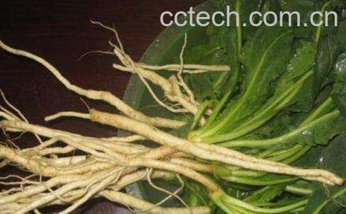 板蓝根的功效与作用及食用方法-0