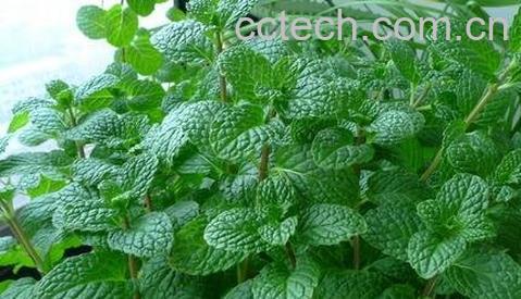 薄荷叶的食用方法与功效-0