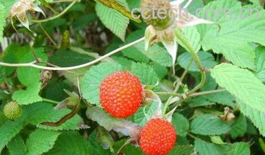 空心泡的功效与作用-0