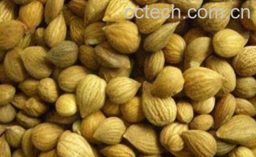 郁李仁的作用与食用禁忌-0