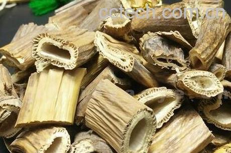 芦根的药用价值与功效-0