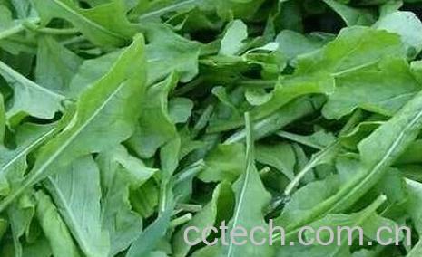  芝麻叶的功效与作用-0