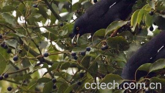 樟树籽的药用价值-0