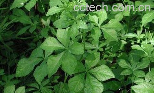 无梗五加的功效与作用-0