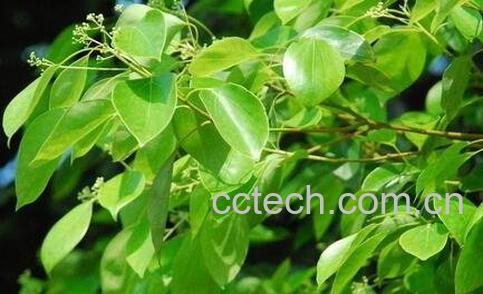 樟树叶的药用价值-0