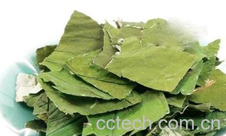中药荷叶的功效与作用-0