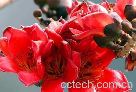 木棉花的药用功效与用法-0